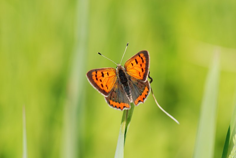 Lycaena phlaeas
